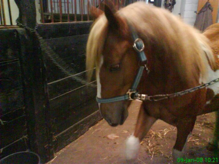 Anden særlig race Hidalgo<33 - i hvor man kan hihi billede 5