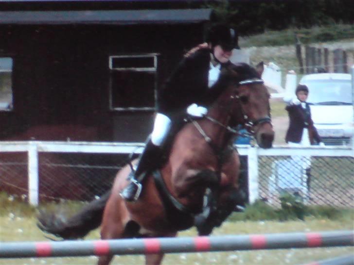 New Forest Fnuggi billede 9