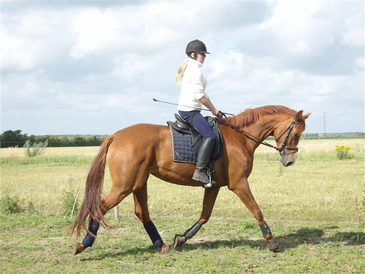 Dansk Varmblod Maywind Lafreja *RIP <3* - trav ..  billede 12