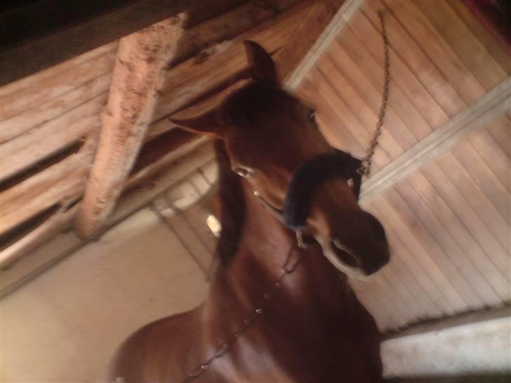 New Forest Fnuggi billede 11