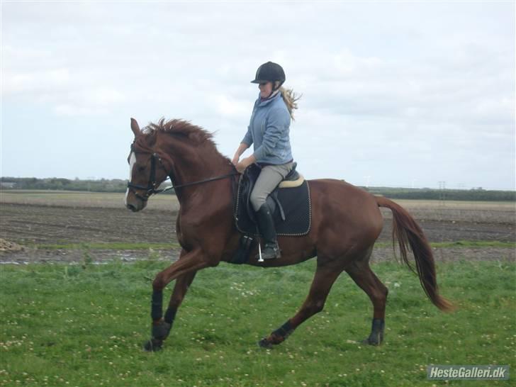 Dansk Varmblod Maywind Lafreja *RIP <3* - Galop <3 billede 13