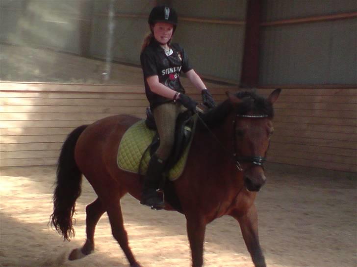 New Forest Fnuggi billede 13