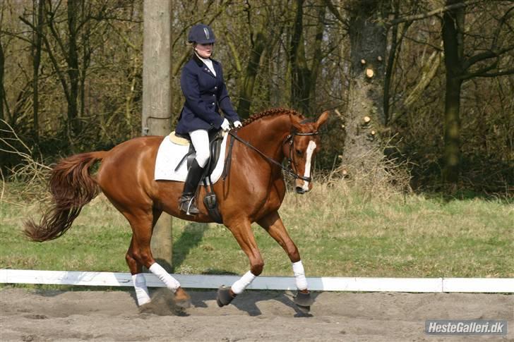 Dansk Varmblod Maywind Lafreja *RIP <3* - galop <3 BSR april 09 billede 15
