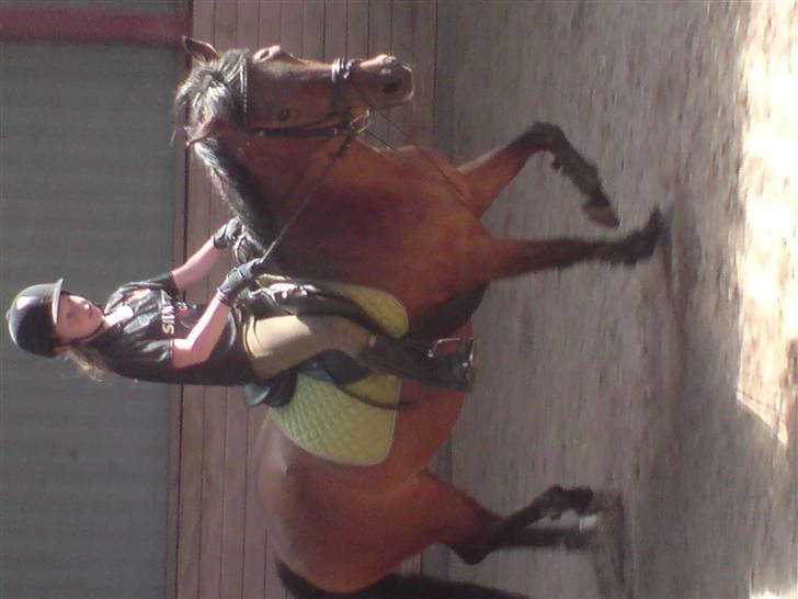 New Forest Fnuggi billede 14