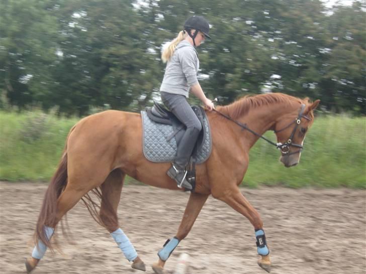 Dansk Varmblod Maywind Lafreja *RIP <3* - Trav i bryndum ..  billede 16