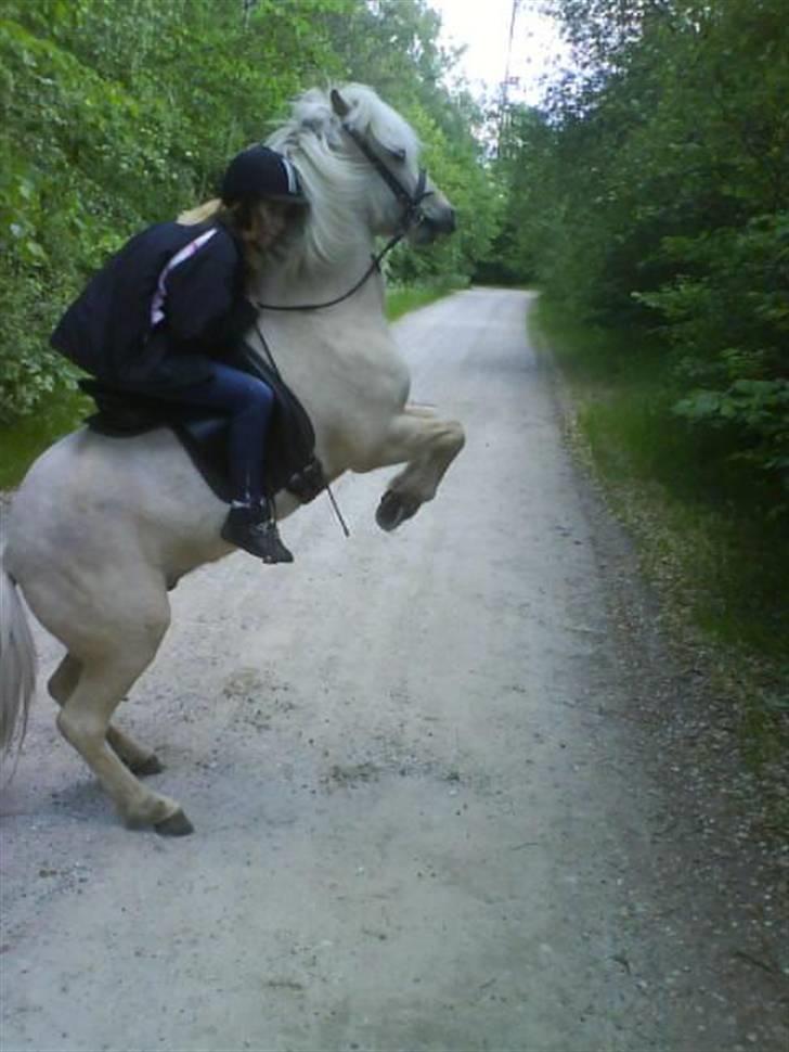 Islænder Lysingur - Min hest ka stejle !XD Ved godt jeg ser dum ud -.- billede 10