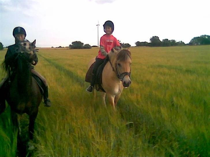 Fjordhest Bastian (KØBT) - Så, så Klavs ikke så hurtig, det er jo mig der skal fotograferes:-) billede 15