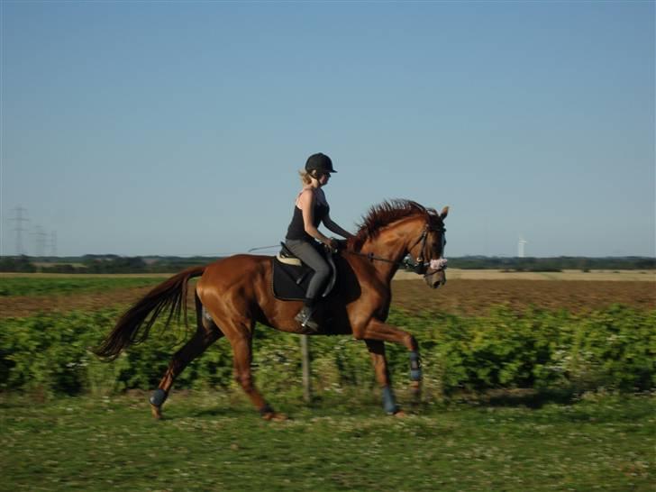 Dansk Varmblod Maywind Lafreja *RIP <3* - galop:) billede 17