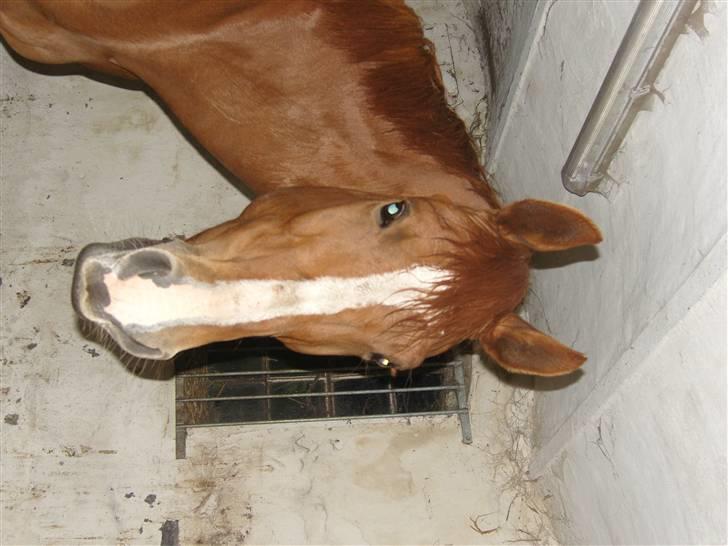 Dansk Varmblod Maywind Lafreja *RIP <3* - smukke <3 billede 18