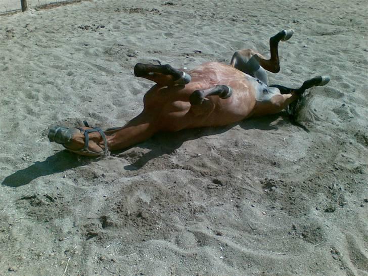 Anden særlig race Ryttergårdens Nika-SOLGT- - morgengymnastik skal der til.................! billede 14