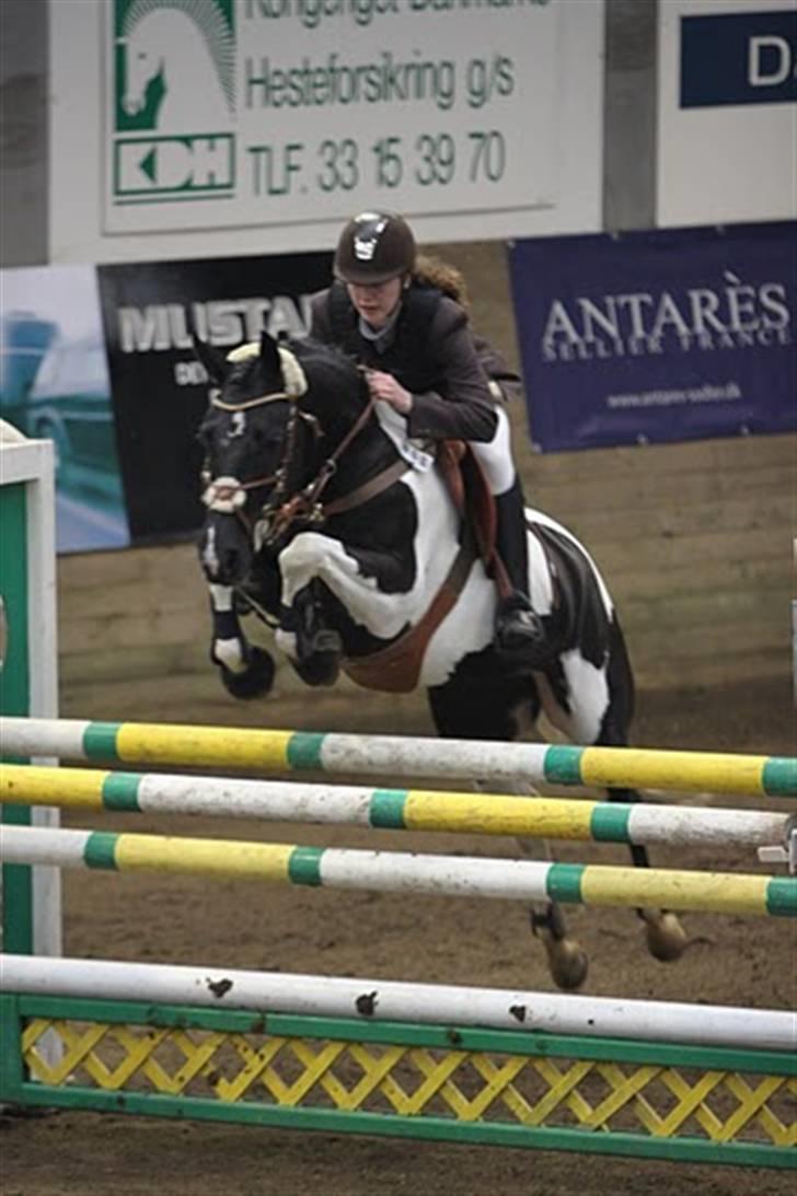 Pinto Bundgaards Chess - d: ! CHESS ! :b MA i fredericia.   Foto: anne krogh billede 16