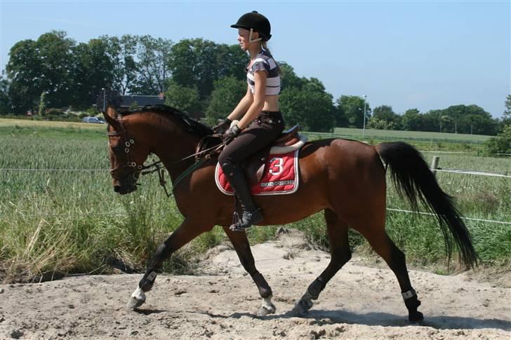 Hollandsk Sportspony - Loyce <3 - opvarmning til spring ;b - det var lidt varmt med vinterridebukserne på xD det var ikk så smart xb billede 4