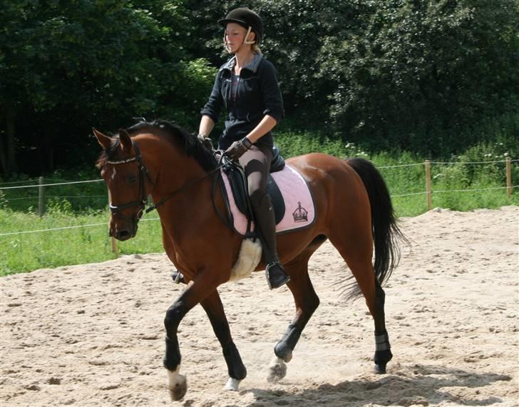 Hollandsk Sportspony - Loyce <3 - dressur d. 20-06-09 billede 6