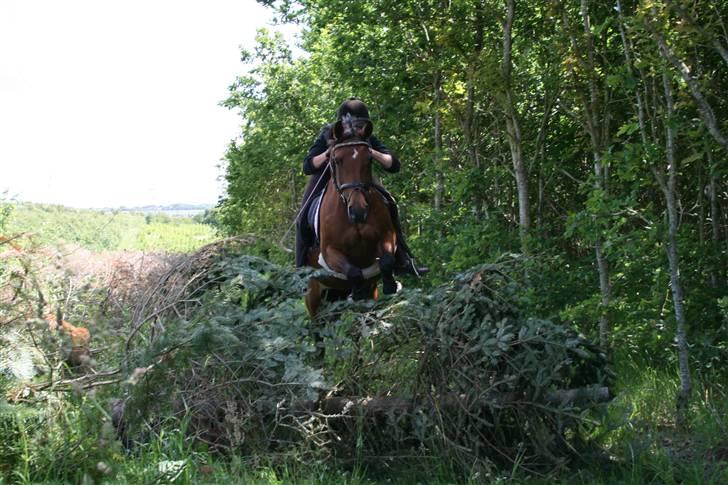 Hollandsk Sportspony - Loyce <3 - spring in the woods :D xD billede 8