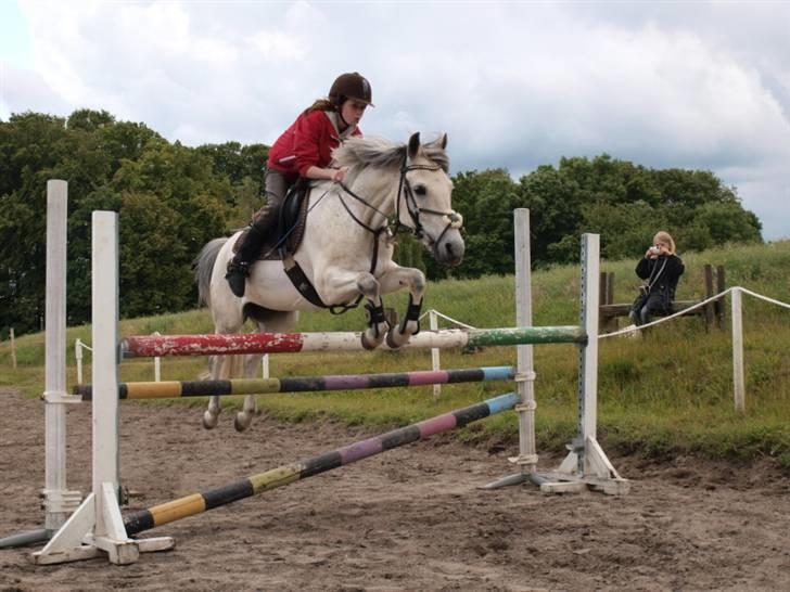 Anden særlig race Clinton [solgt] - MB træning
 billede 3