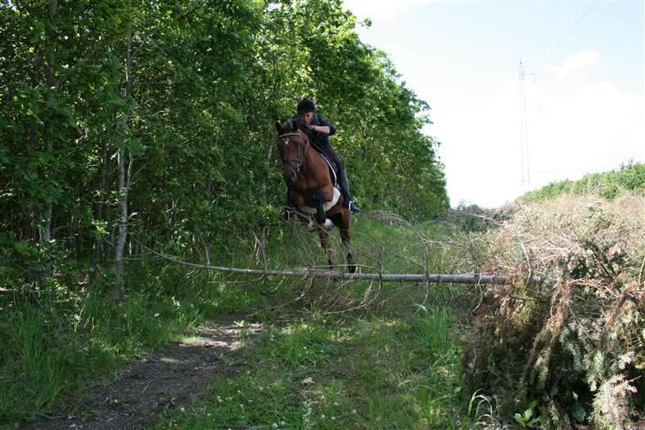 Hollandsk Sportspony - Loyce <3 - spring in the woods xD billede 9