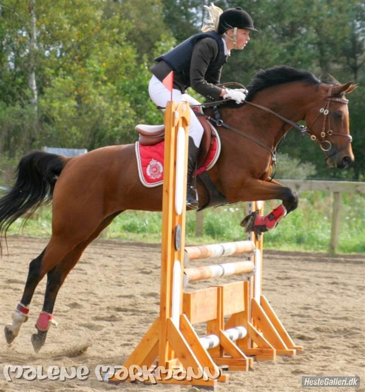 Hollandsk Sportspony - Loyce <3 - LB i gl estrup q: taget af malene andersen - strømpen tak ;D billede 10