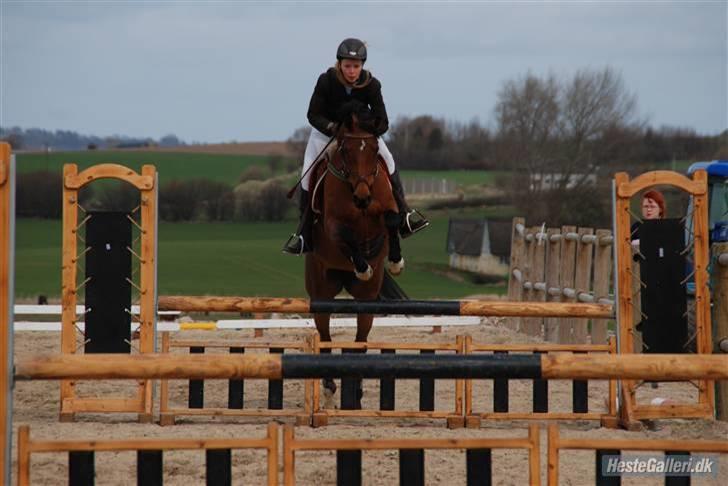 Hollandsk Sportspony - Loyce <3 - til stævne i syddjurs sportsrideklub vandt en 2.plads i lc  :b billede 13