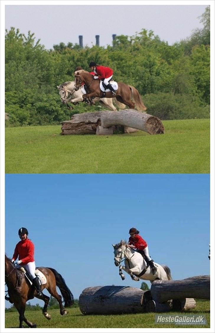 Anden særlig race Clinton [solgt] - Træstammespring til jagt på Friheden. Vi fuldførte :) billede 13