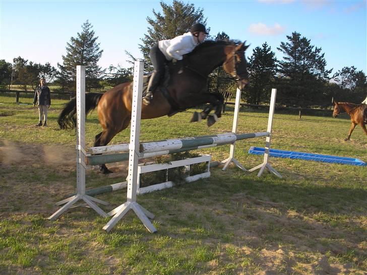 Holstener liva ( solgt ) - spring hos Rudi Telgenhoff, 2 springtime billede 11