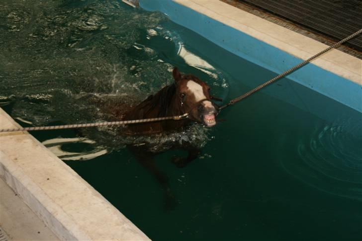 Welsh Pony af Cob-type (sec C) Fanny  (SOLGT) - fanny ude at svømme for første gang hun er på welness billede 4