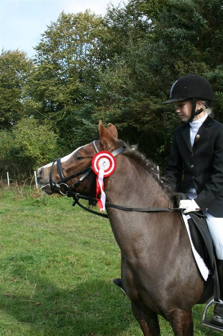 Welsh Pony af Cob-type (sec C) Fanny  (SOLGT) - Fanny her set en lækker hingst billede 7