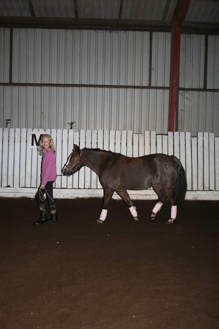 Welsh Pony af Cob-type (sec C) Fanny  (SOLGT) - Strigle konkurence 2. plads billede 9