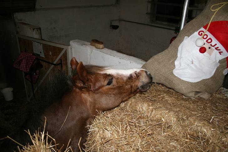 Welsh Pony af Cob-type (sec C) Fanny  (SOLGT) - God jul billede 10