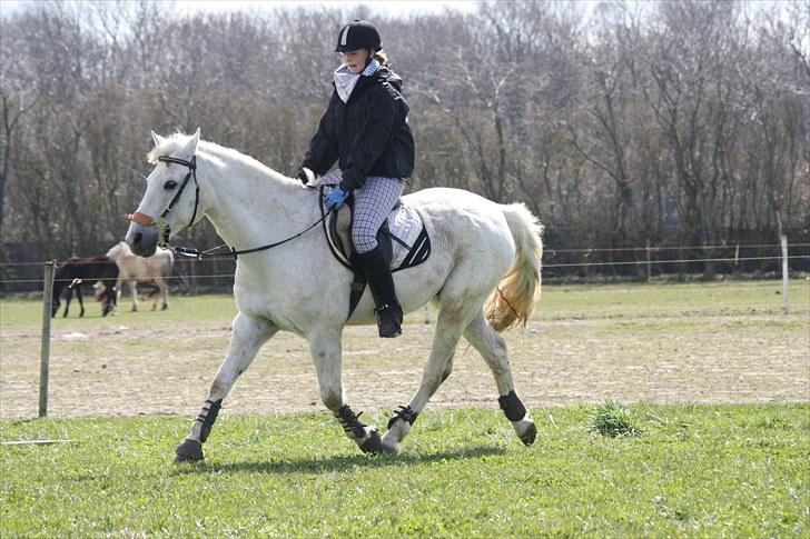 DSP  Stenvænge Sarka billede 12