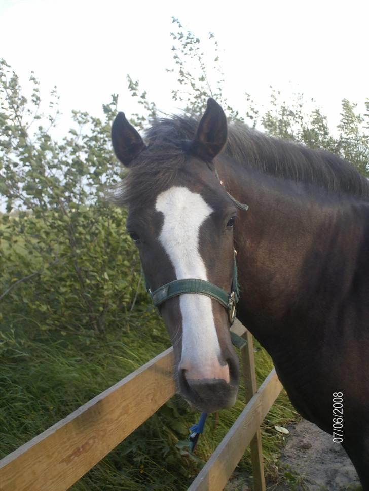 DSP Rødtjørns Indira. (solgt) - Hej smukke :)  billede 1