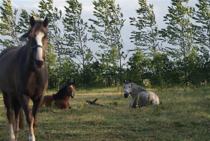 DSP Rødtjørns Indira. (solgt) - Indira´pigen :I  billede 2
