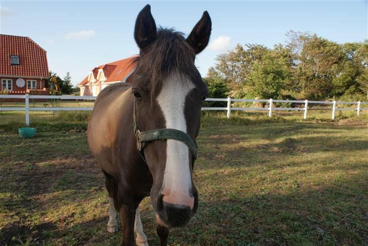 DSP Rødtjørns Indira. (solgt) - smukke :)  billede 3