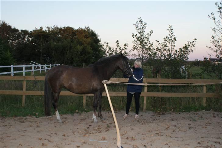 DSP Rødtjørns Indira. (solgt) - Ved at få hovedtøj på :)  billede 4