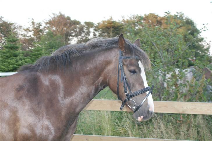 DSP Rødtjørns Indira. (solgt) - Så dejlig (:  billede 5