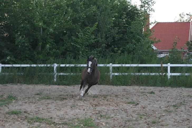 DSP Rødtjørns Indira. (solgt) - i fuld hopla :D  billede 6