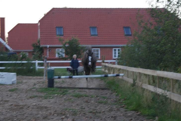 DSP Rødtjørns Indira. (solgt) - lidt sløret ;S  billede 7