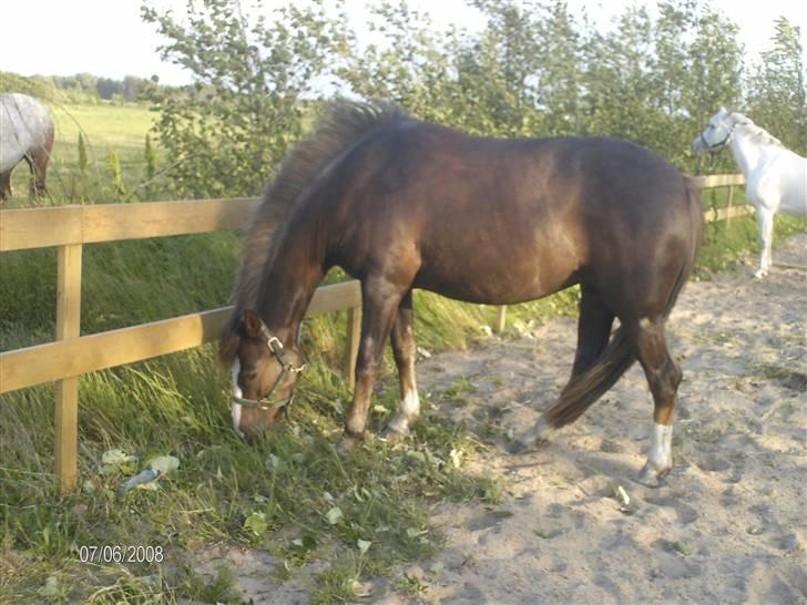 DSP Rødtjørns Indira. (solgt) - Tyksak :D  billede 8