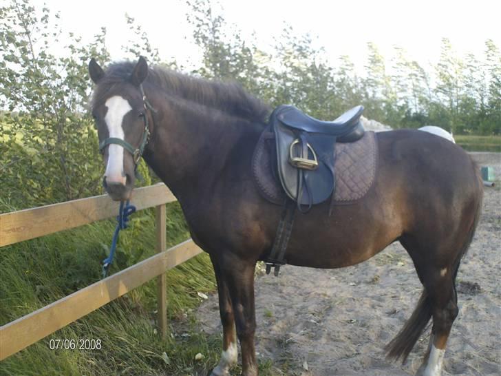 DSP Rødtjørns Indira. (solgt) - med sadel :) billede 9