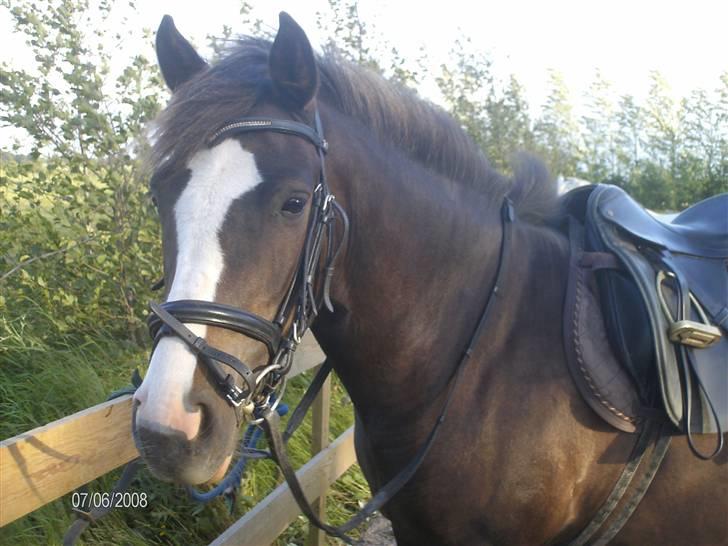 DSP Rødtjørns Indira. (solgt) - Hej smukke :)  billede 10