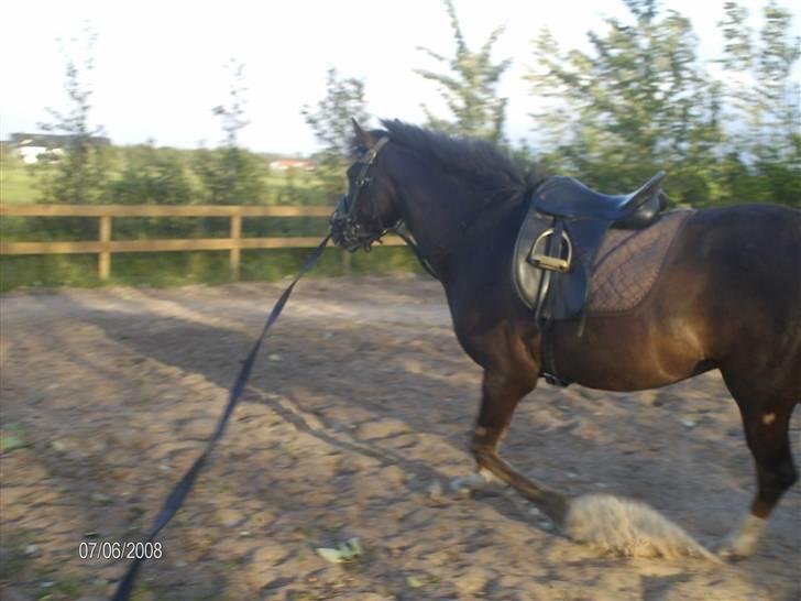 DSP Rødtjørns Indira. (solgt) - bliver longeret :b  billede 11