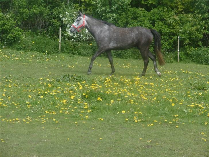 DSP kimmie kærlund - frisk pony :D billede 13