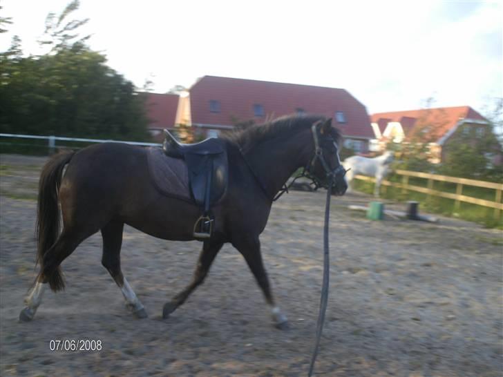 DSP Rødtjørns Indira. (solgt) - hyp hyp indira :D billede 12