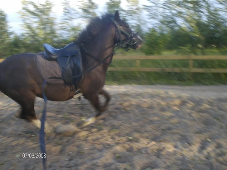 DSP Rødtjørns Indira. (solgt) - Lidt frisk :D Det skal jo også til engang imellem :D  billede 13