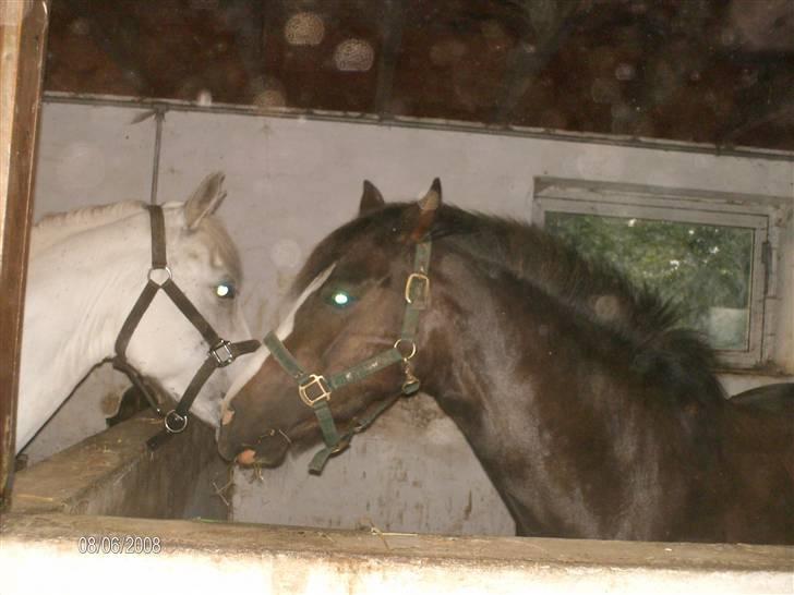 DSP Rødtjørns Indira. (solgt) - Hej Batik ;b  billede 15