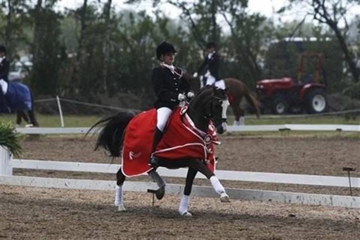 DSP Bonansa [ELITEHINGST] - Dm 2008 :b billede 13