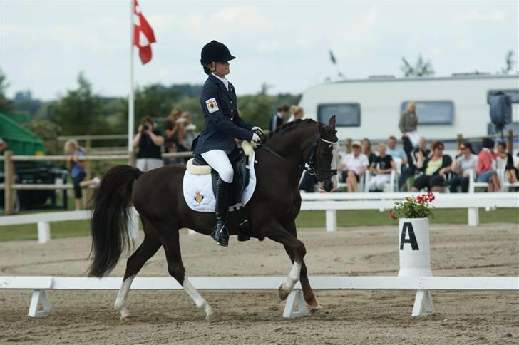 DSP Bonansa [ELITEHINGST] billede 14