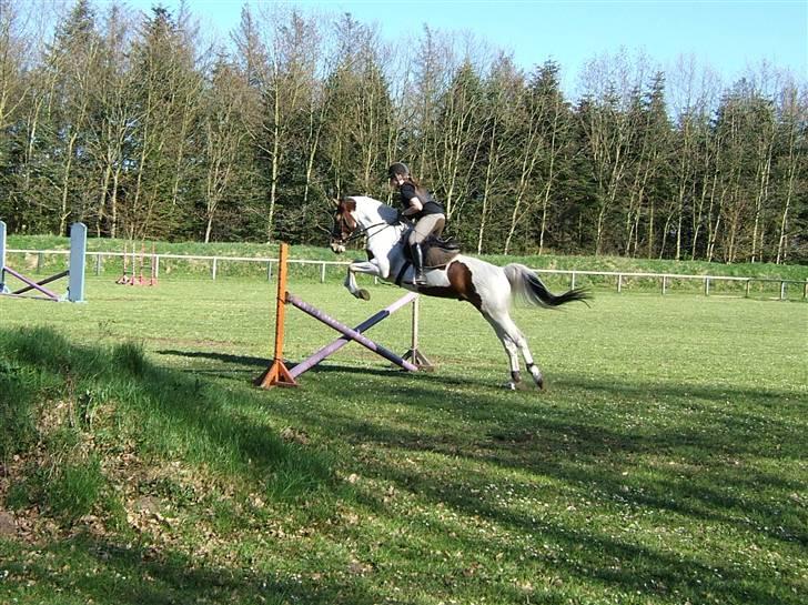 Anden særlig race Bronco - solgt. - springbronco :j  billede 19