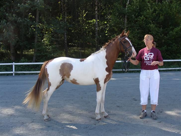 Pinto Kazella Nyberg - dyrskue 08 billede 11