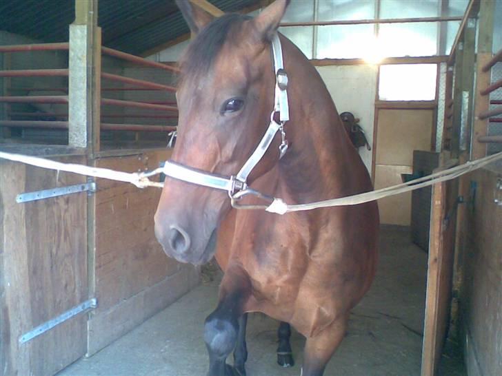 Traver Osari - AFLIVET billede 10