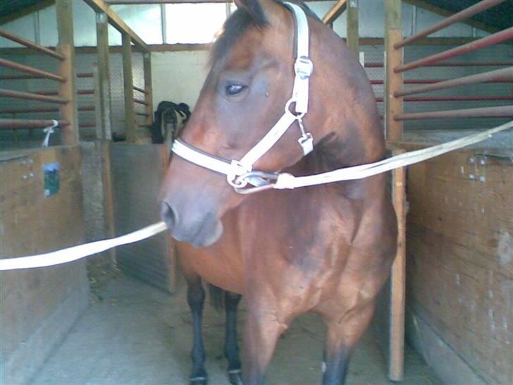 Traver Osari - AFLIVET - 1 time før du skulle aflives.. :( Man kan godt se at hun er syg, i hendes øjne.. billede 11